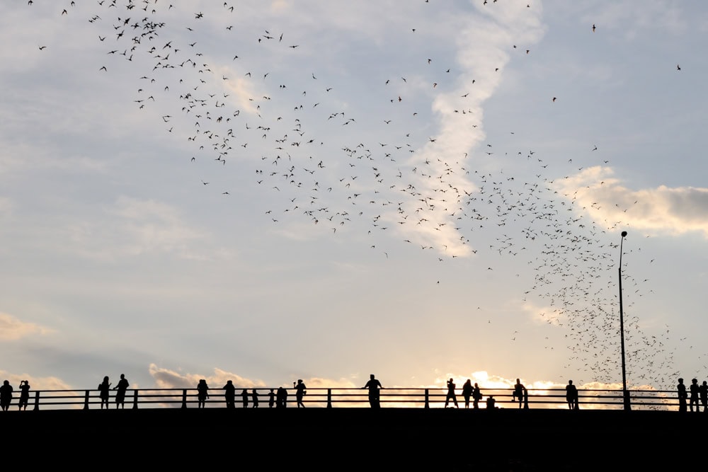 Austin, Texas Things to do: Watch the Bats Emerge from Under the South Congress Bridge
