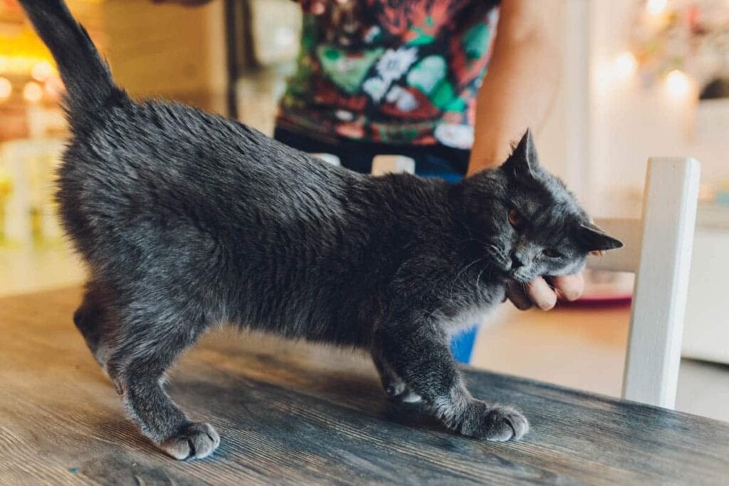 Cool Things to do in Orlando in the Rain: Cat Cafe