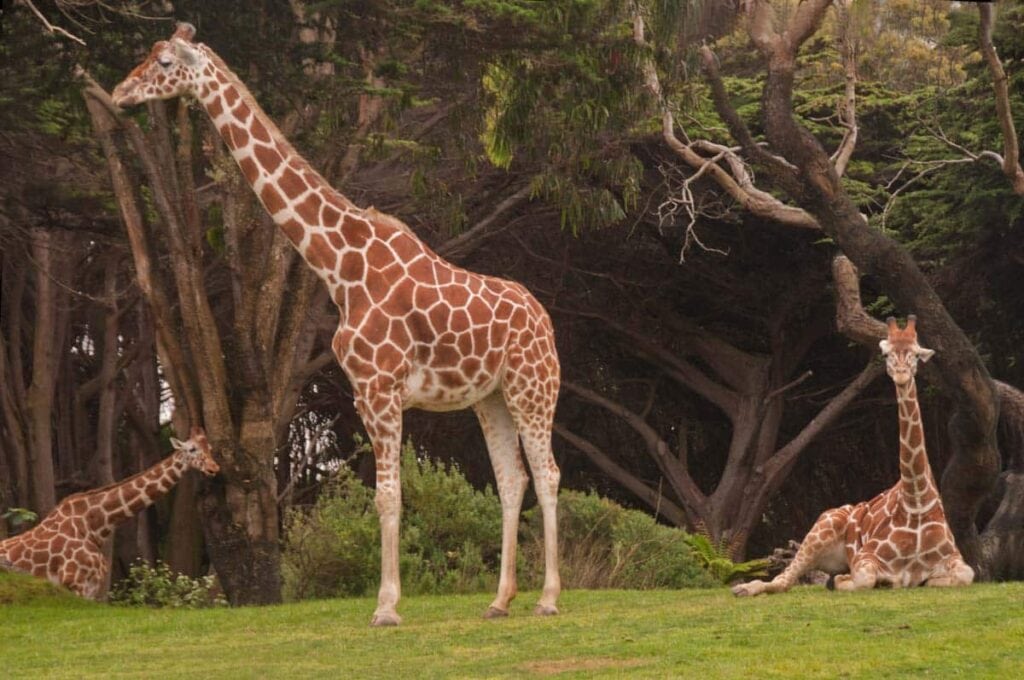 Fun Things to do in San Francisco with Kids: San Francisco Zoo
