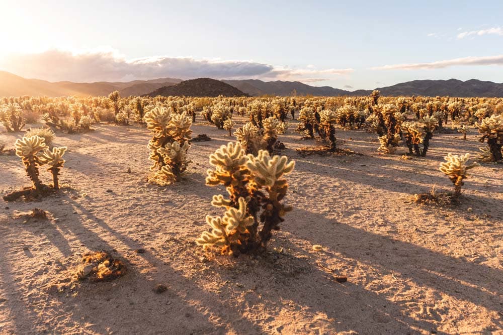 Must-see National Parks to Visit during Fall: Joshua Tree National Park